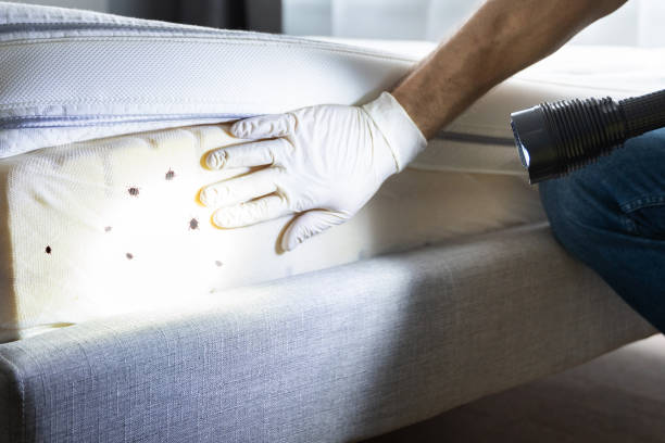 Best Pest Prevention Services  in Savannah, MO